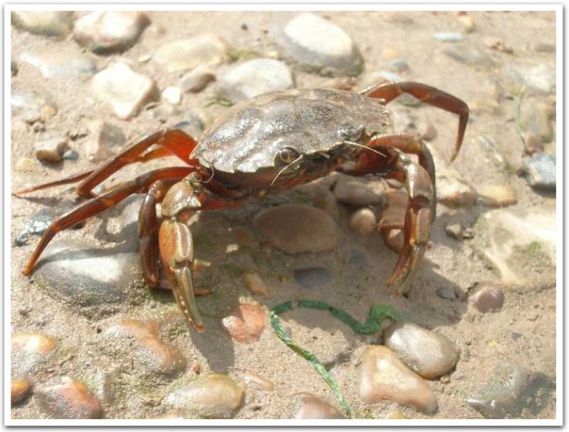 Crab on beach