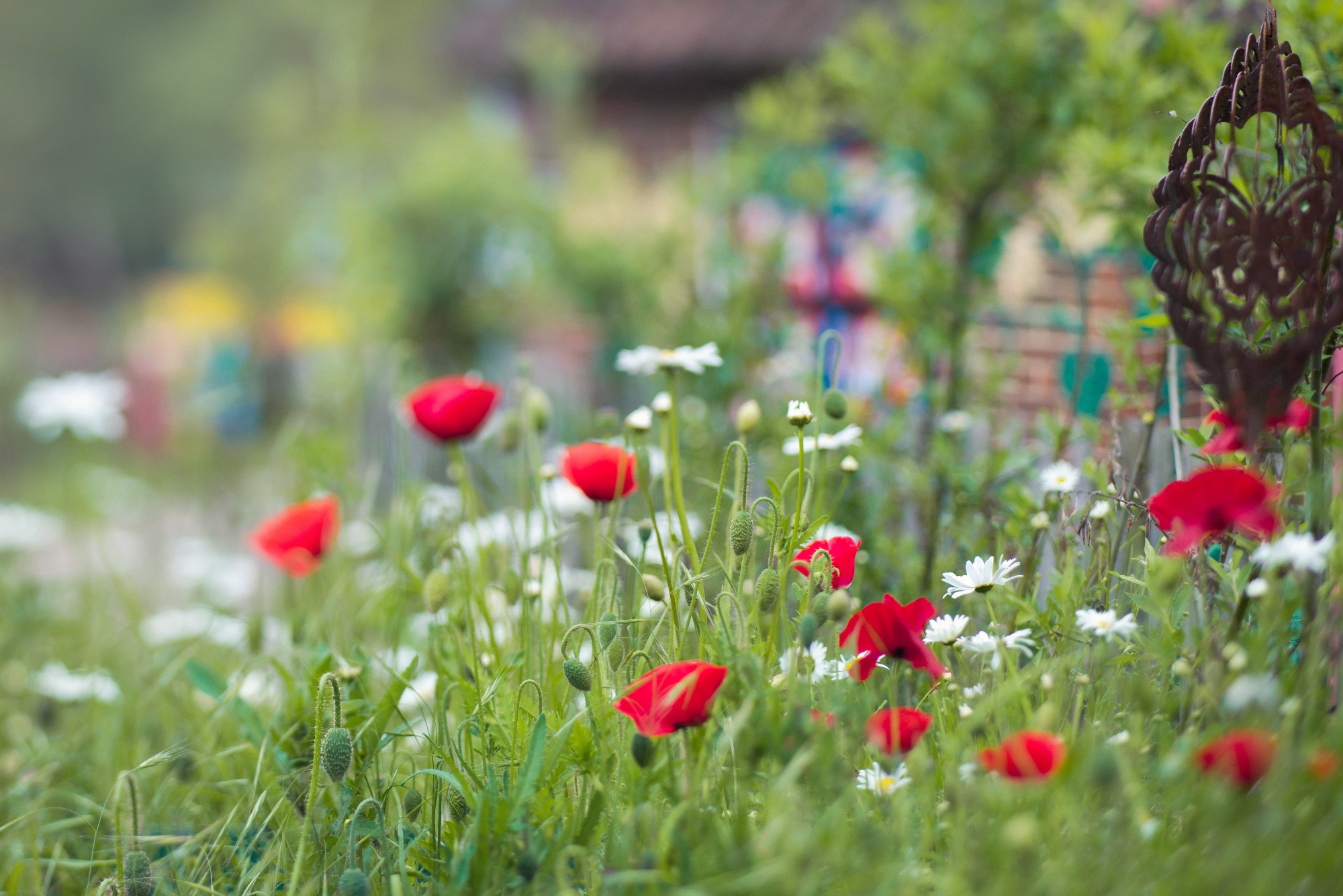 School garden