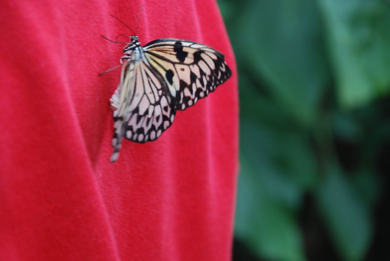 School jumper with butterfly