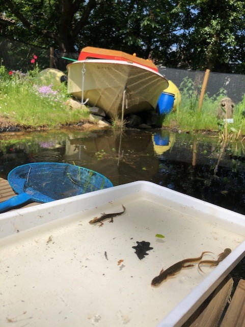pond animals