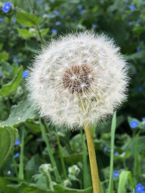 dandelion