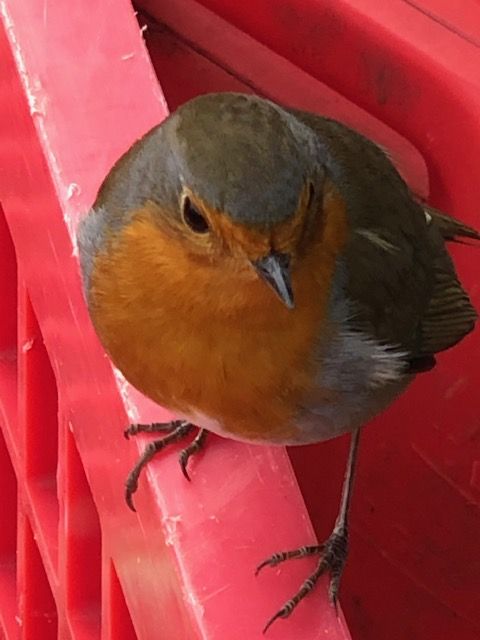 red robin