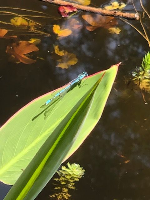 dragonfly