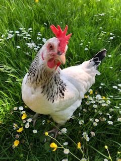 chicken called Dotty