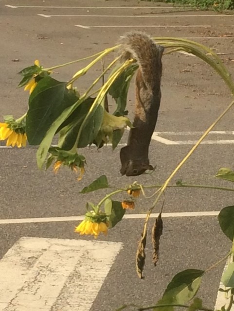 squirrel on sunflower