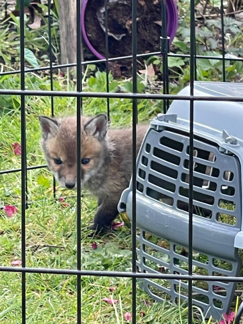 fox cub