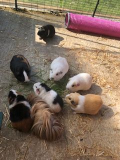 Guinea pigs