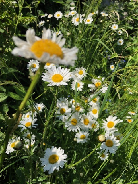 daisies