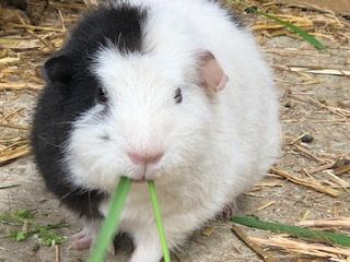 Guinea pig called Moo-Moo