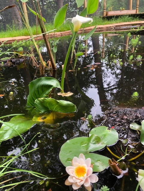 pond flowers