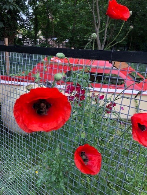 red poppies