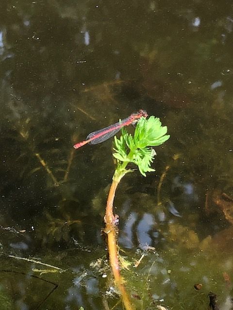 dragonfly