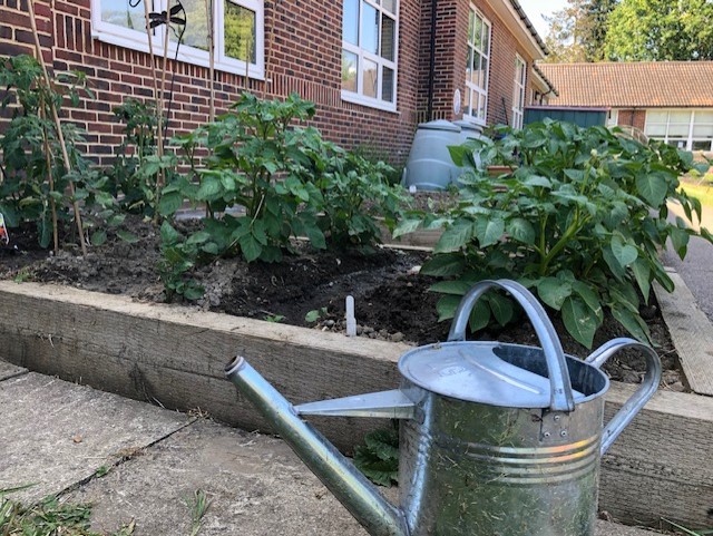 school gardening