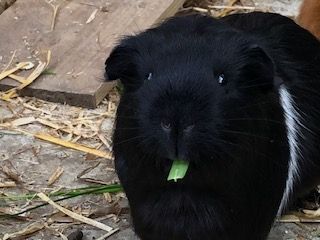 Guinea pig called Sandra
