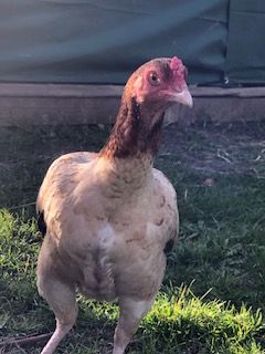 chicken called Margret