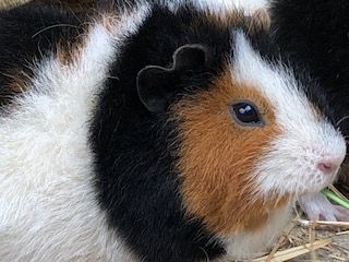 Guinea pig called Maisie