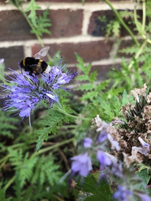 bumble bee